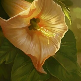 Солнцецвет