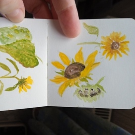 пленэр.Подсолнухи