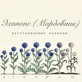 Эхинопс 2