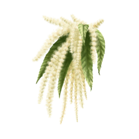 Цветение посевного каштана