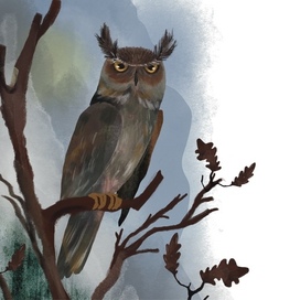 Сова в ноябре