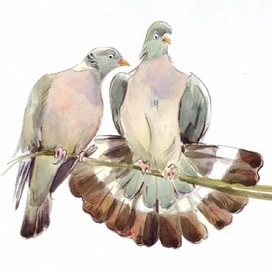 Голубки вяхири