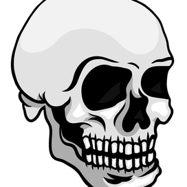 Череп вполоборота