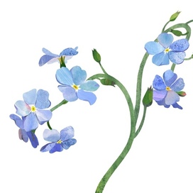 Коллаж с цветами