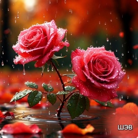 Розы под осенним дождём. 