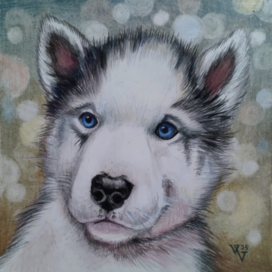 Кучум, щенок лайки