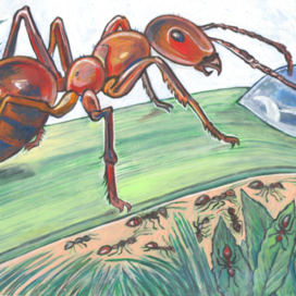 Муравьи. Иллюстрация для детского познавательного журнала-"А почему?" Редакция "Юный Техник". Рубрика: "Про братьев наших меньших". Жанр. Анималистика . Художник Марат Брызгалов.
