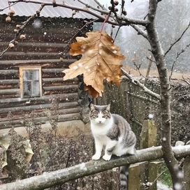 Первый снег. 