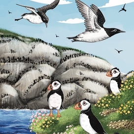 Тупики и кайры