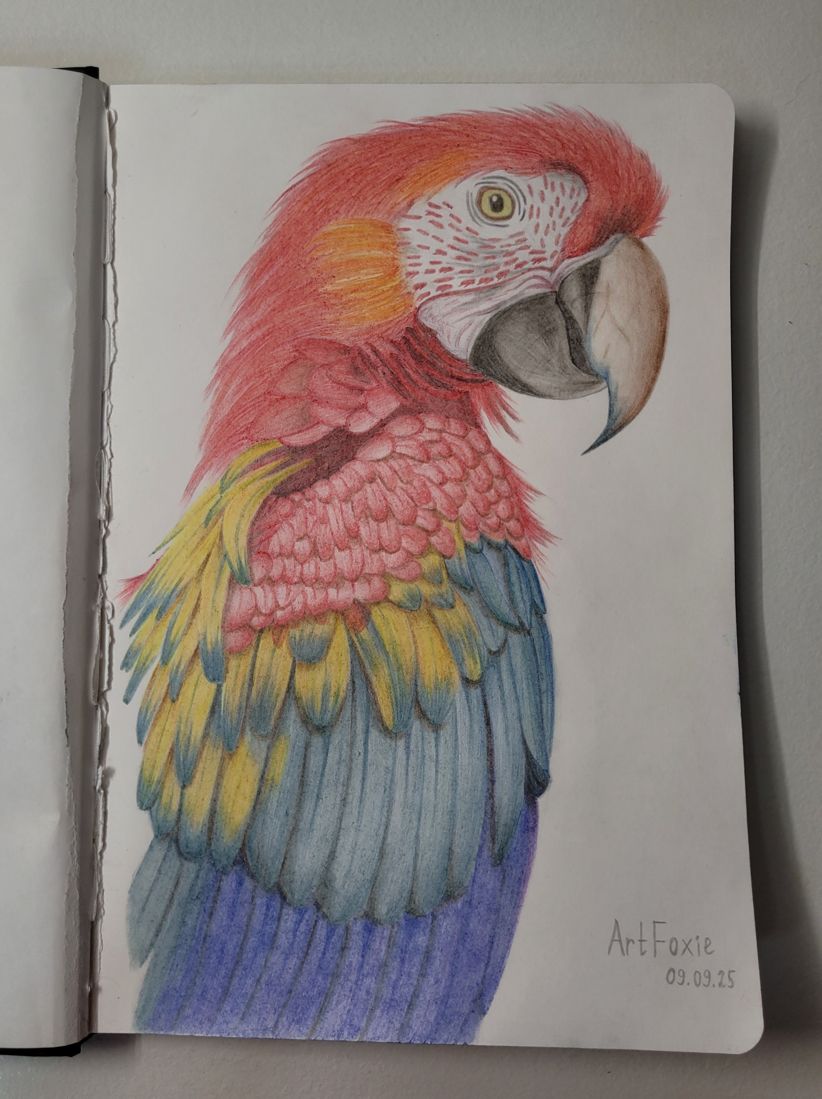 Попугай ара