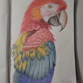 Попугай ара