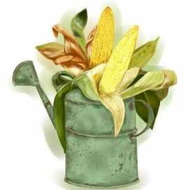 Кукуруза в лейке