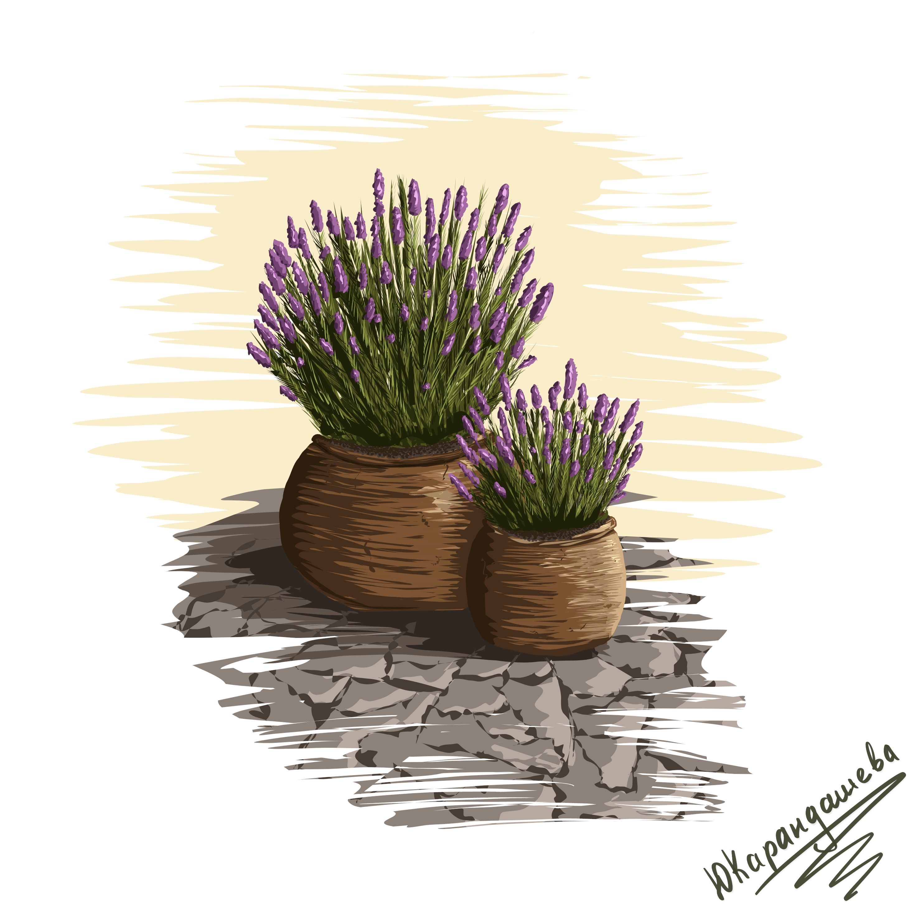 Скетч кашпо с лавандой