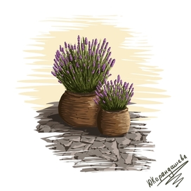 Скетч кашпо с лавандой