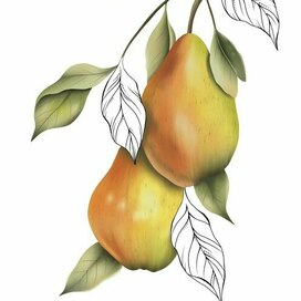 Груши на ветке