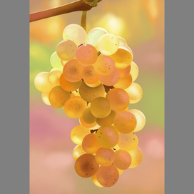 Виноградная гроздь