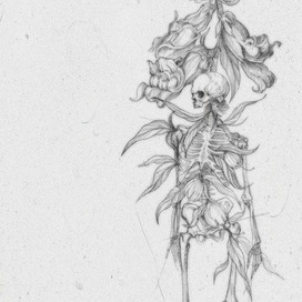 Львиный зев