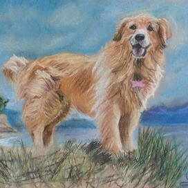 Золотистый ретривер