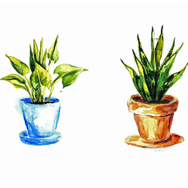 Цветы в горшках