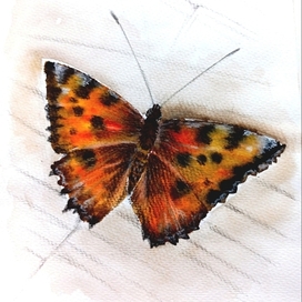 Крапивница