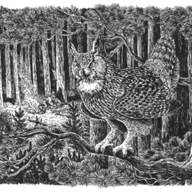 Оправдывающий своё народное название.