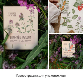 Ботаническая иллюстрация для упаковок чая