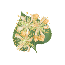 Цветение липы