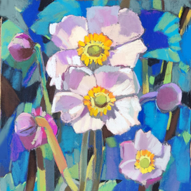 анемона солнечный цветок