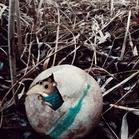 Барабашка мыш 