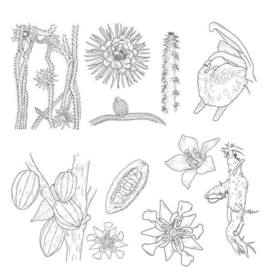 Экзотические растения