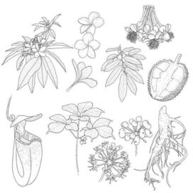 Экзотические растения 2