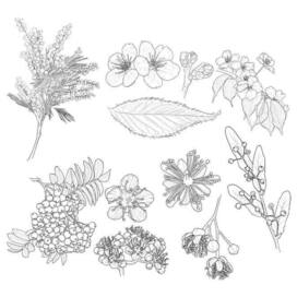 Ботаническая иллюстрация