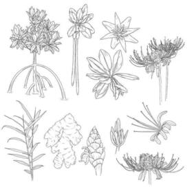 Экзотические растения 3