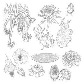 Экзотические растения 4