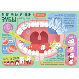 Плакат "Мои молочные зубы"