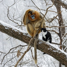 Беседы о Дарвинизме