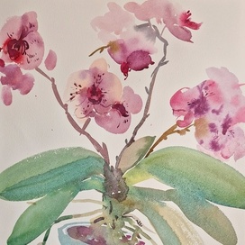 Мамина орхидея