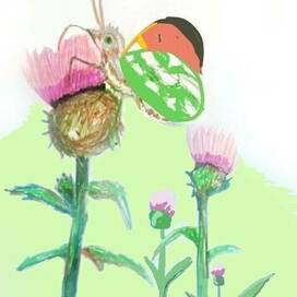 Бабочка - зорька на чертополохе