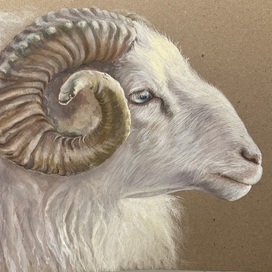 Бараний рог