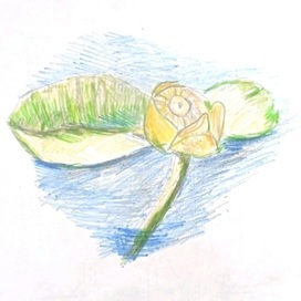 Кубышка жёлтая