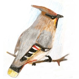 Свиристель