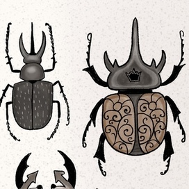 Жуки рогатые
