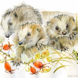 Ежата на прогулке