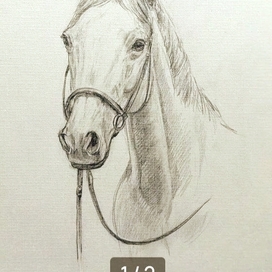 Белый конь.