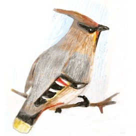 Свиристель