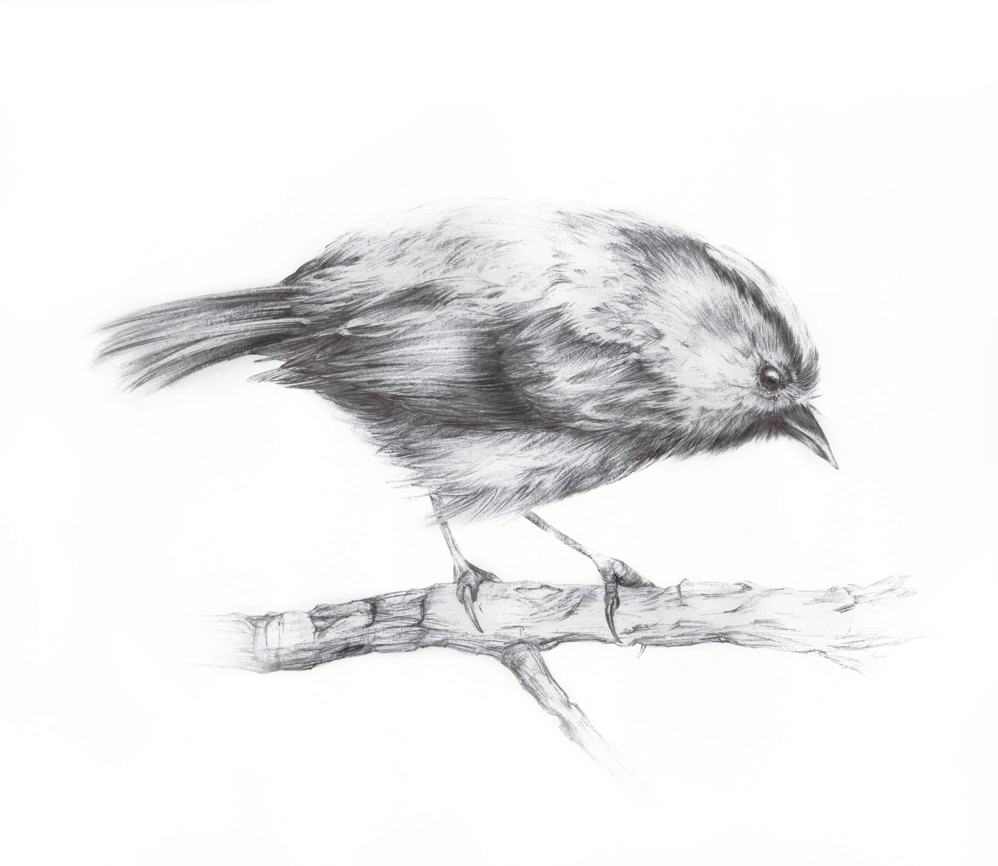 Графичная птичка