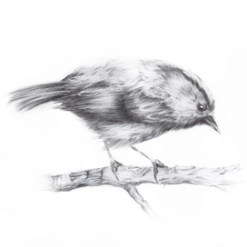 Графичная птичка