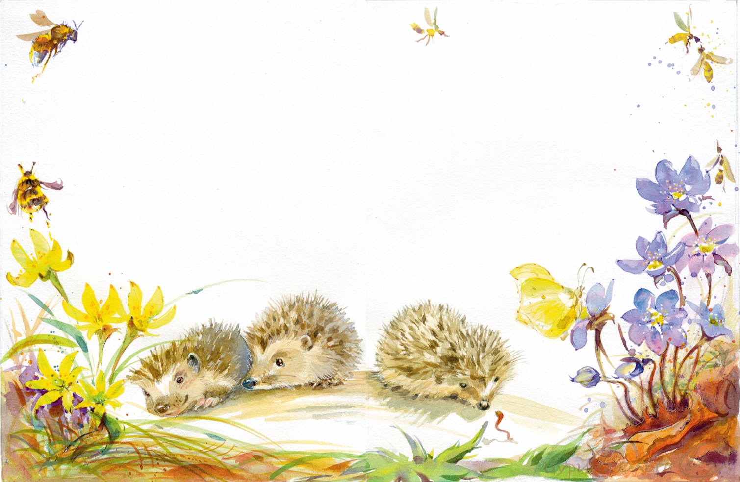 Ежата отправляются во взрослую самостоятельную жизнь