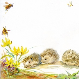 Ежата отправляются во взрослую самостоятельную жизнь