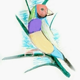 Гульдова амадина